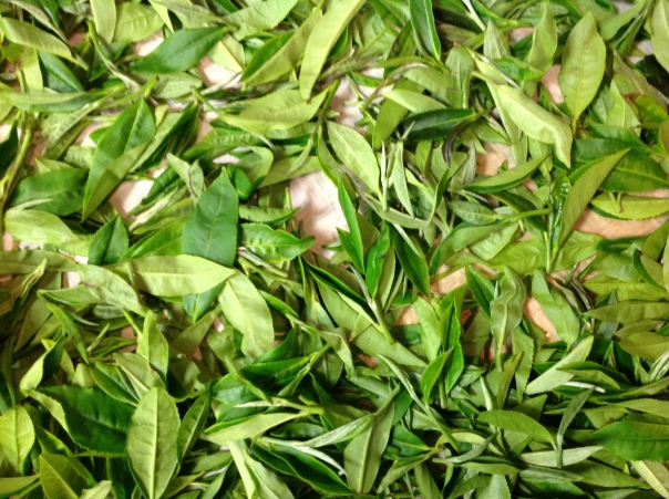 Our fresh tea leaves: soon to be white, green, yellow, oolong and black.