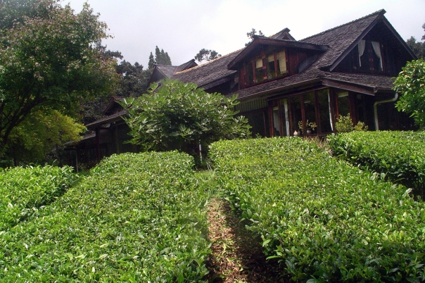 The tea fields and the home of Tea Hawaii